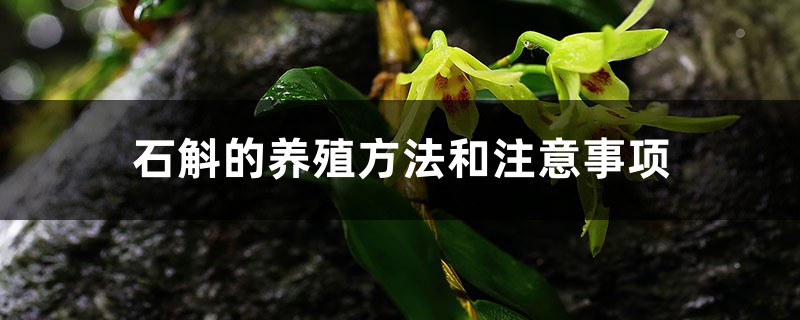 石斛養生法寶 健康無憂 每日一斛