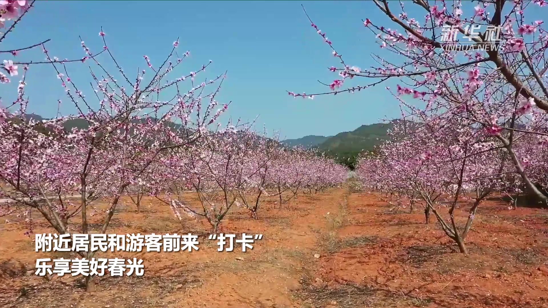 11月桃花盛开 财运亨通 迎接幸福生活的四大生肖