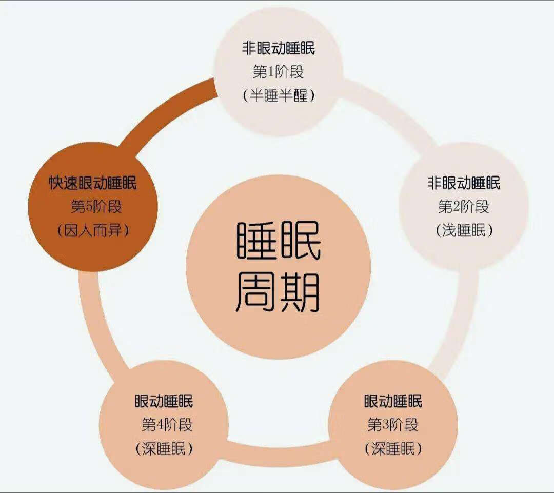 b 睡眠三段解析 针对不同失眠时段的安眠药选择指南 b