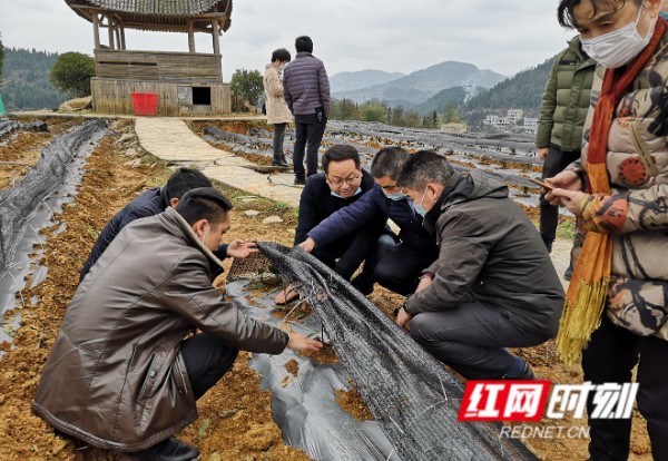 湖南娄茶京推 开启南茶北上时代