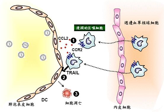 流感特点解析 冬季呼吸道疾病防控与流行病学 微生物致病机制揭秘