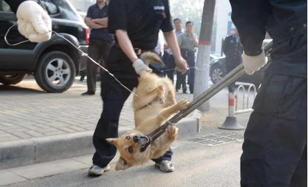 孕妇被犬咬伤后是否能接种狂犬疫苗