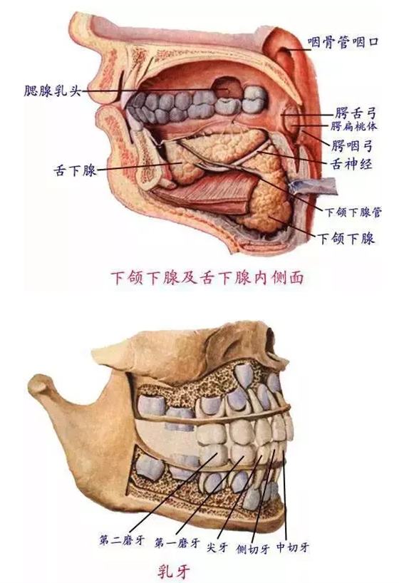 口腔 骨骼和大脑健康 十大跨年健康提示 关乎你的心血管