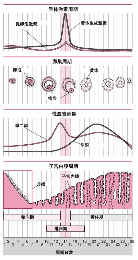 月经周期变化 哪种老的快 3大征兆预示你正在变老 来3天和来7天