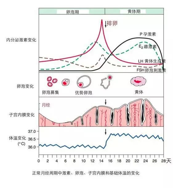 子宫内膜