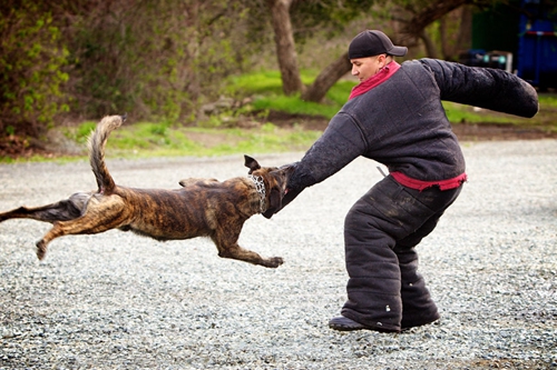 狂犬疫苗