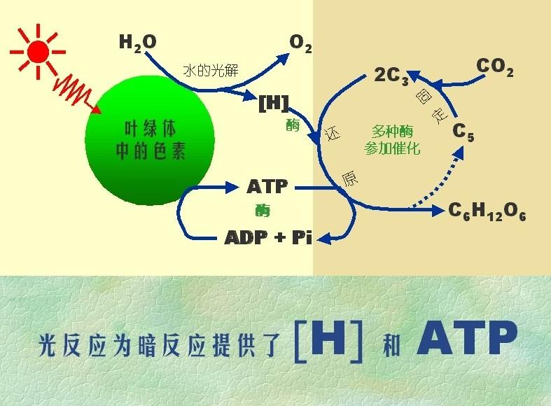 生化模式移速增加