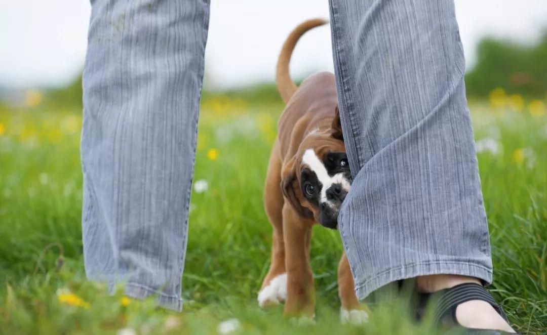 孕妇被犬咬伤后是否能打狂犬疫苗