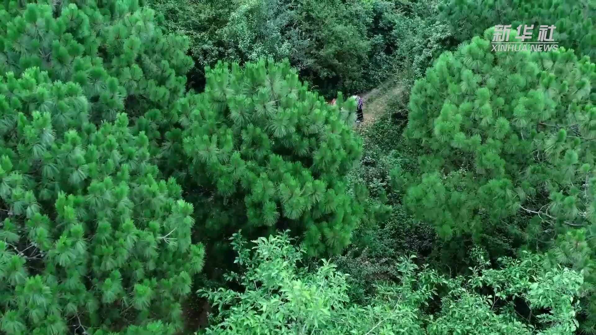 澜沧食令 品味云南的鲜香美味