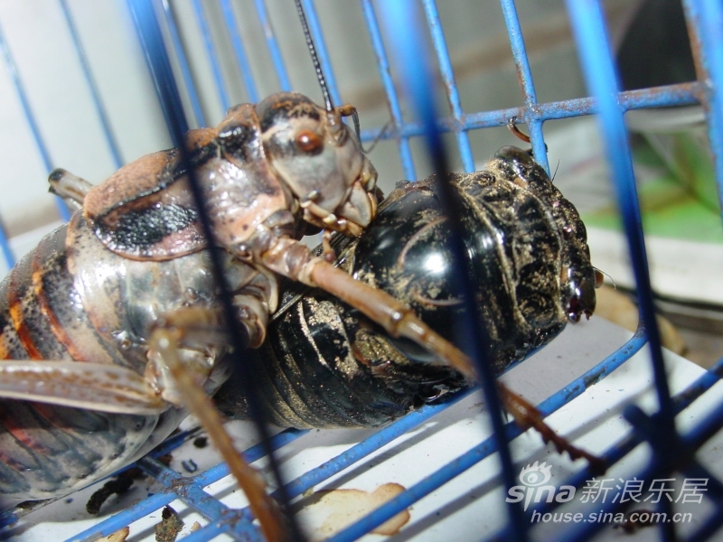 应该煨食 不宜生吃栗子 也可用栗子 大枣 炒食 茯苓 大米煮粥喝 脾胃虚寒者