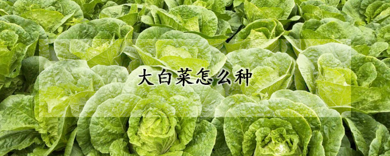 冬天多吃大白菜 理由2个足够！