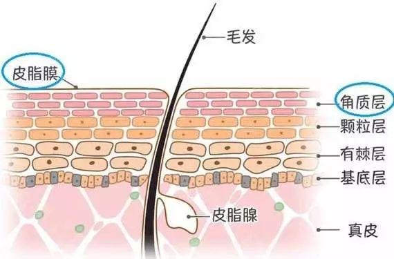 人体的皮脂腺会分泌皮脂 皮脂罢工 气温降低时 起到保护 形成一层保护膜覆盖皮肤 滋润作用 气温低 皮脂分泌减少 皮肤自然会变得干燥